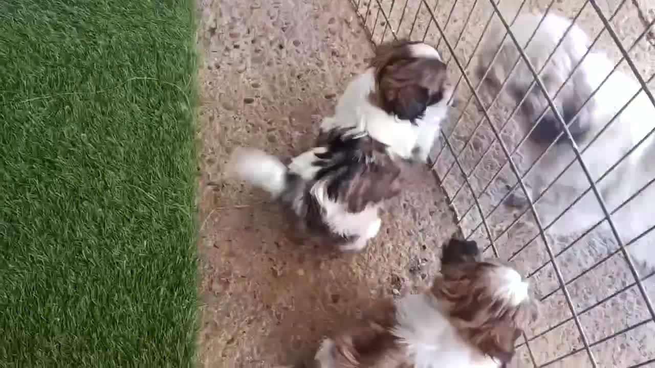 Shih Tzu perros en venta: Preciosos cachorros de shit-tzu  - Video 1