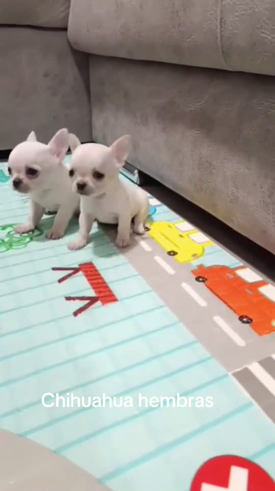 Chihuahua perros en venta: Chihuahua  - Video 1