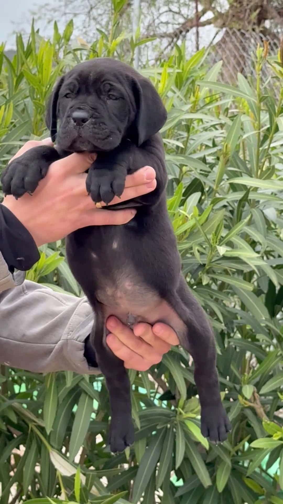 Cane Corso perros en venta: Cachorros de cane corso - Video 1