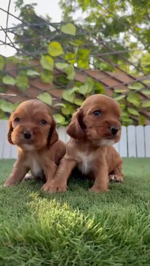 Cocker Spaniel Inglés perros en venta: COCKER SPANIEL INGLES MACHO  - Video 1
