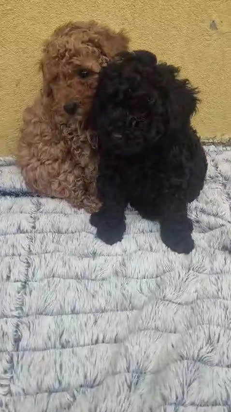 Caniche Toy perros en venta: Caniche toys hembra y macho  - Video 1