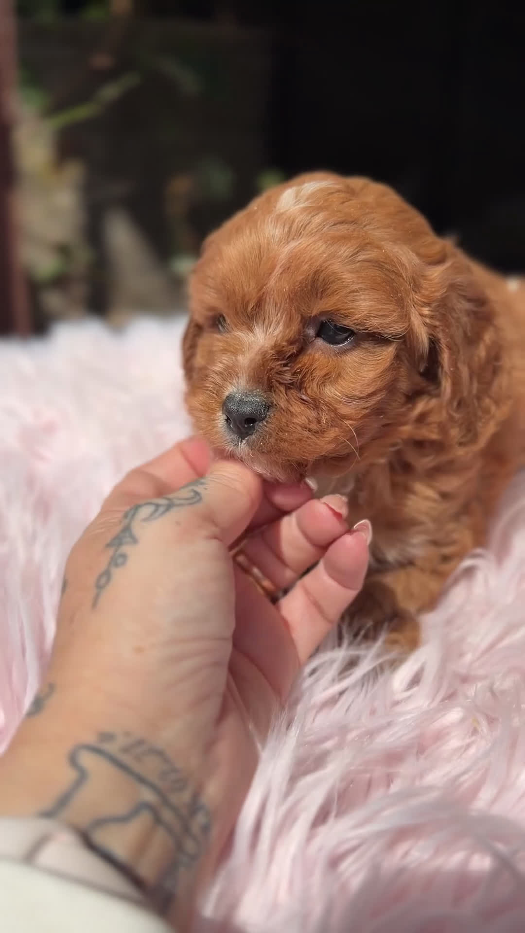 Cavapoo perros en venta: Cavapoo roja hembra  - Video 1