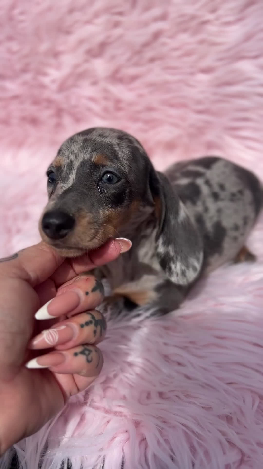 Teckel Miniatura perros en venta: Teckel arlequín Kaninchen   - Video 1