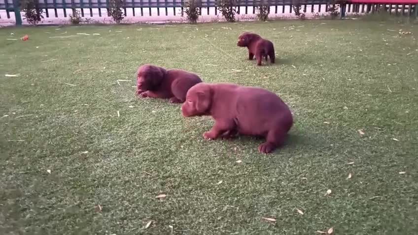Labrador Retriever perros en venta: Labrador retriever línea inglesa chocolate  - Video 1