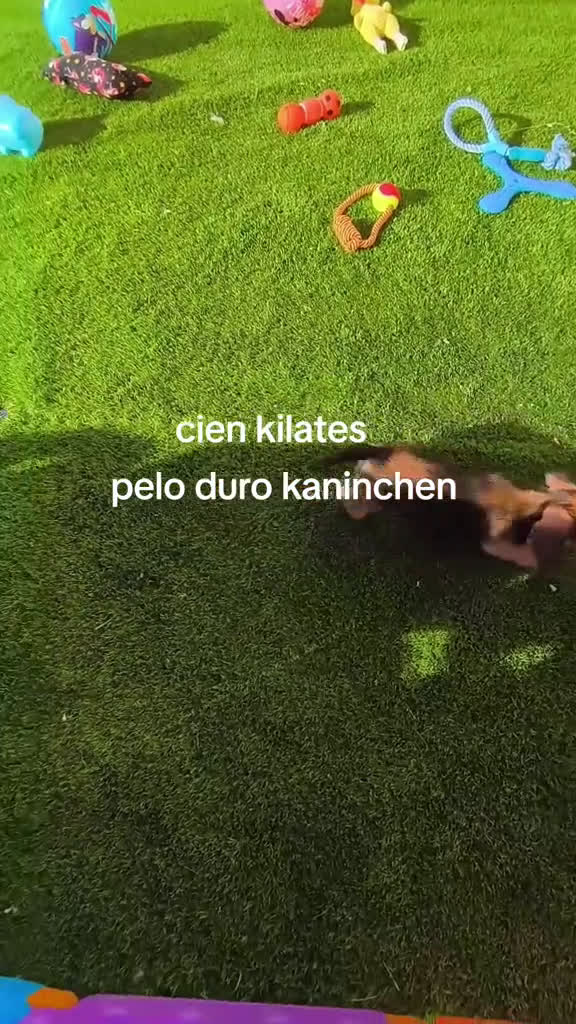 Teckel perros en venta: Teckel kaninchen,3 hembras calidad  - Video 2