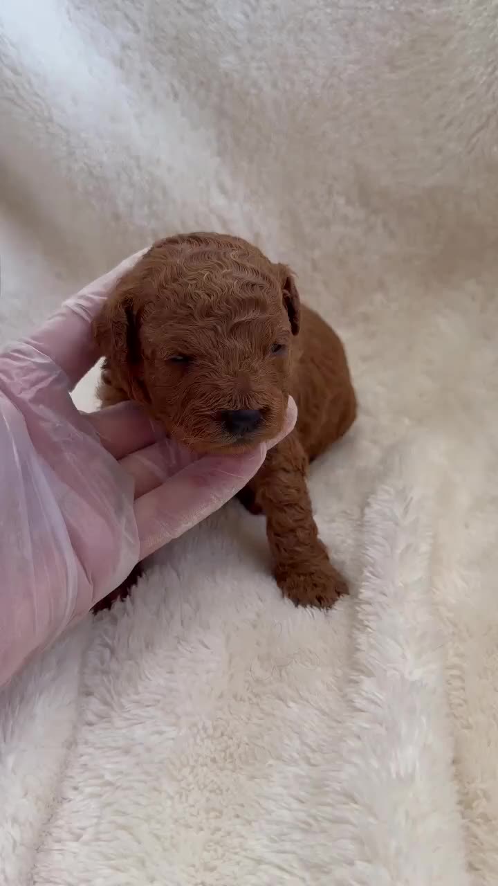 Caniche Toy perros en venta: Caniche toy  - Video 1