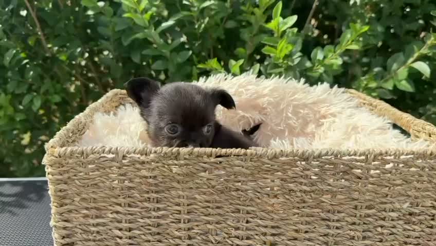 Chihuahua perros en venta: CACHORRO CHIHUAHUA PELO LARGO - Video 1