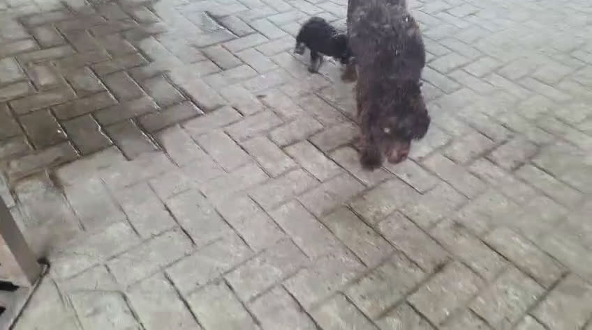 Perro de Agua Español perros en venta: Cachorros de Perro de Agua de color chocolate  - Video 1