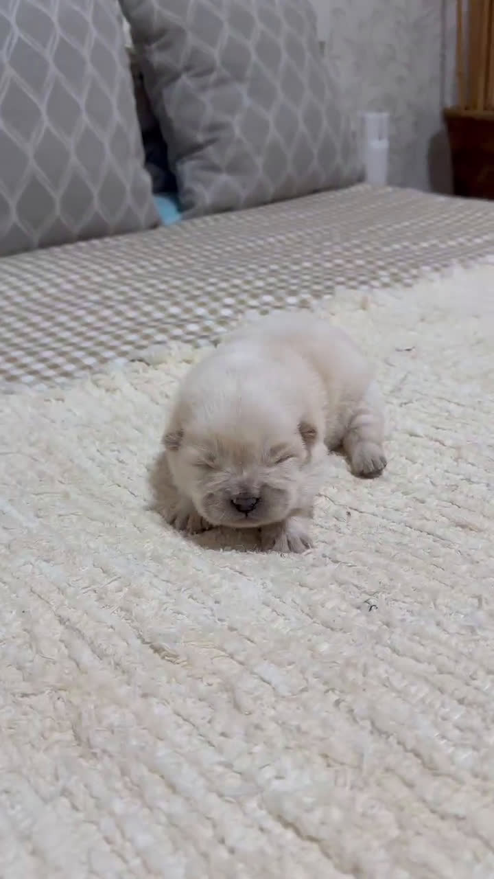 Chow Chow perros en venta: Chow chow espectaculares bolitas blanco y crema  - Video 1