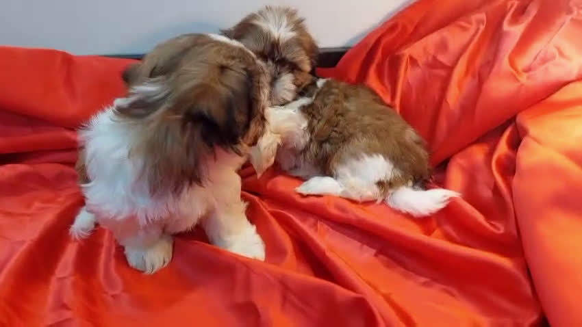 Shih Tzu perros en venta:  Shih-Tzu En Caraby Benidorm  en Alicante - Video 1