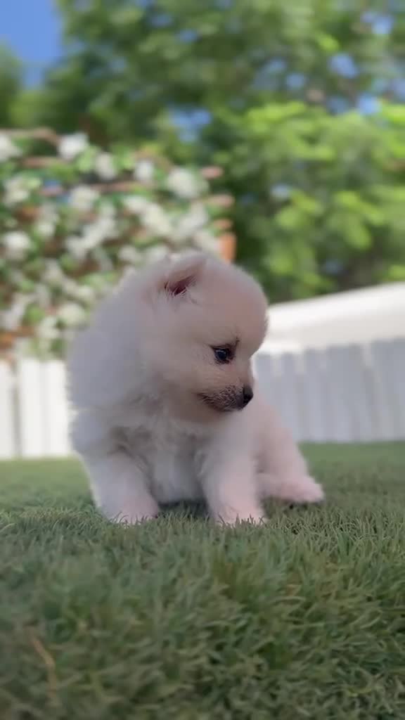 Pomerania perros en venta: POMERANIA  - Video 3