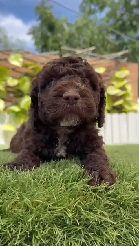 Perro de Agua Español perros en venta: PERRO DE AGUA HEMBRA RABONA - Video 1