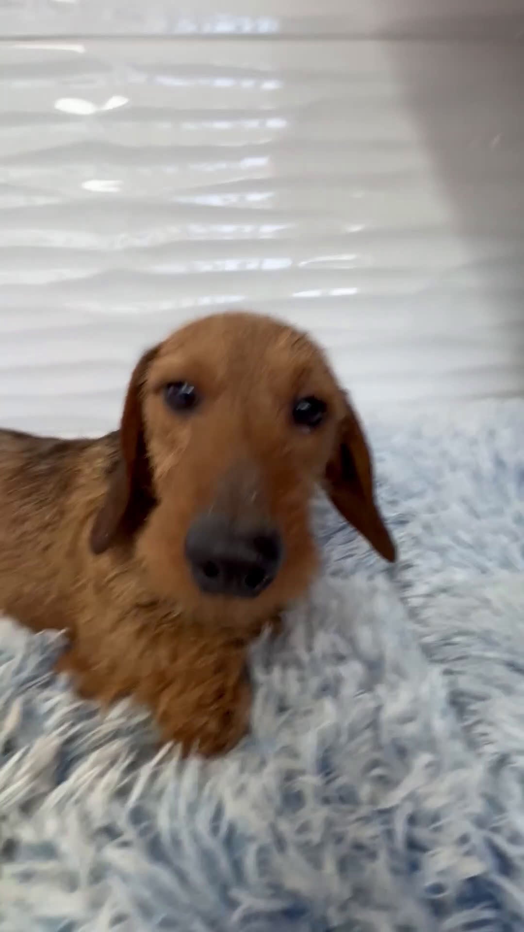 Teckel perros en venta: TECKEL KANINCHEN PELO DURO - Video 1