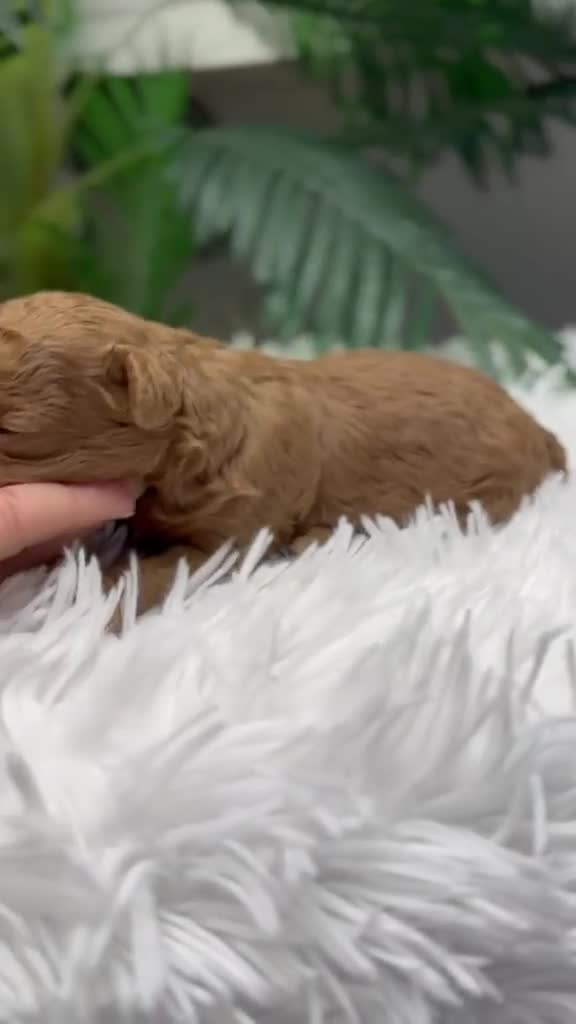 Caniche Toy perros en venta: CANICHE HEMBRA - Video 1