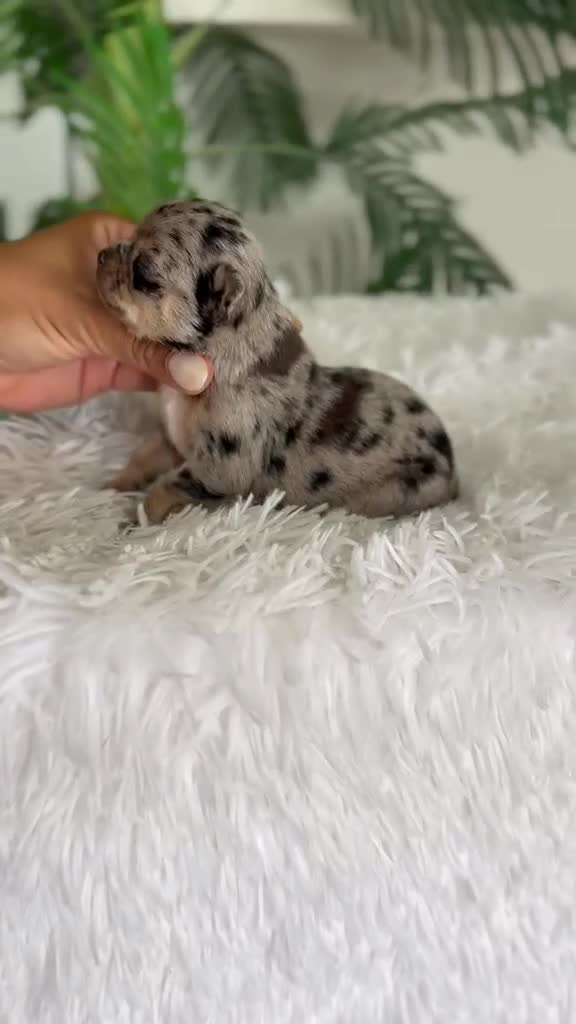 Chihuahua perros en venta: CHIHUAHUA  - Video 1