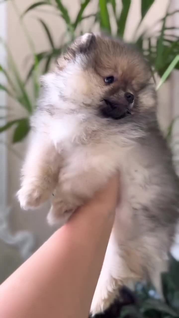 Pomerania perros en venta: ‼️POMERANIAS AMERICANOS TAMAÑO TOY  - Video 1