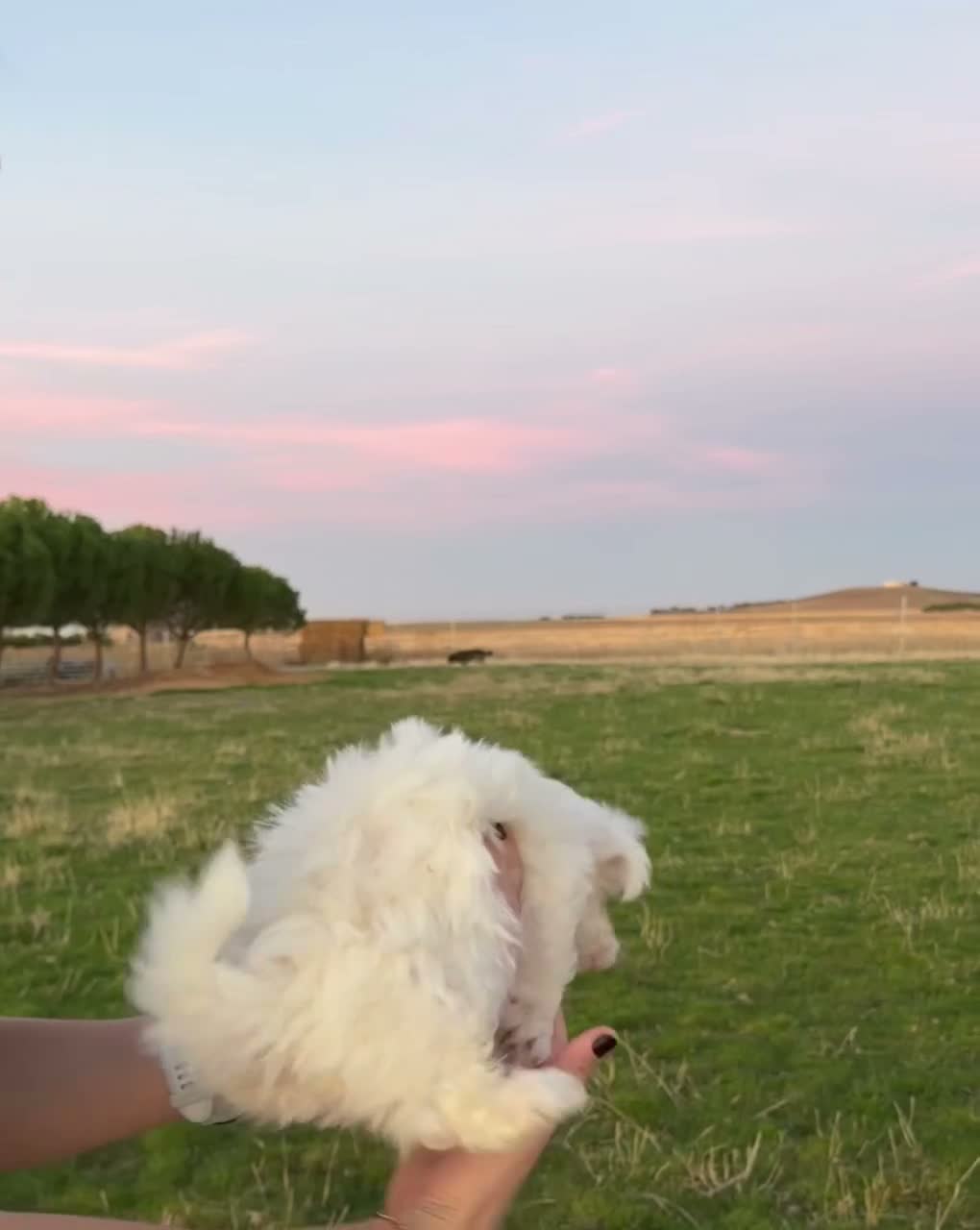 Bichón Maltés perros en venta: CACHORRITOS BICHON MALTÉS  - Video 1