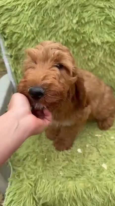 Cockapoo perros en venta: Cockapoo macho  - Video 1
