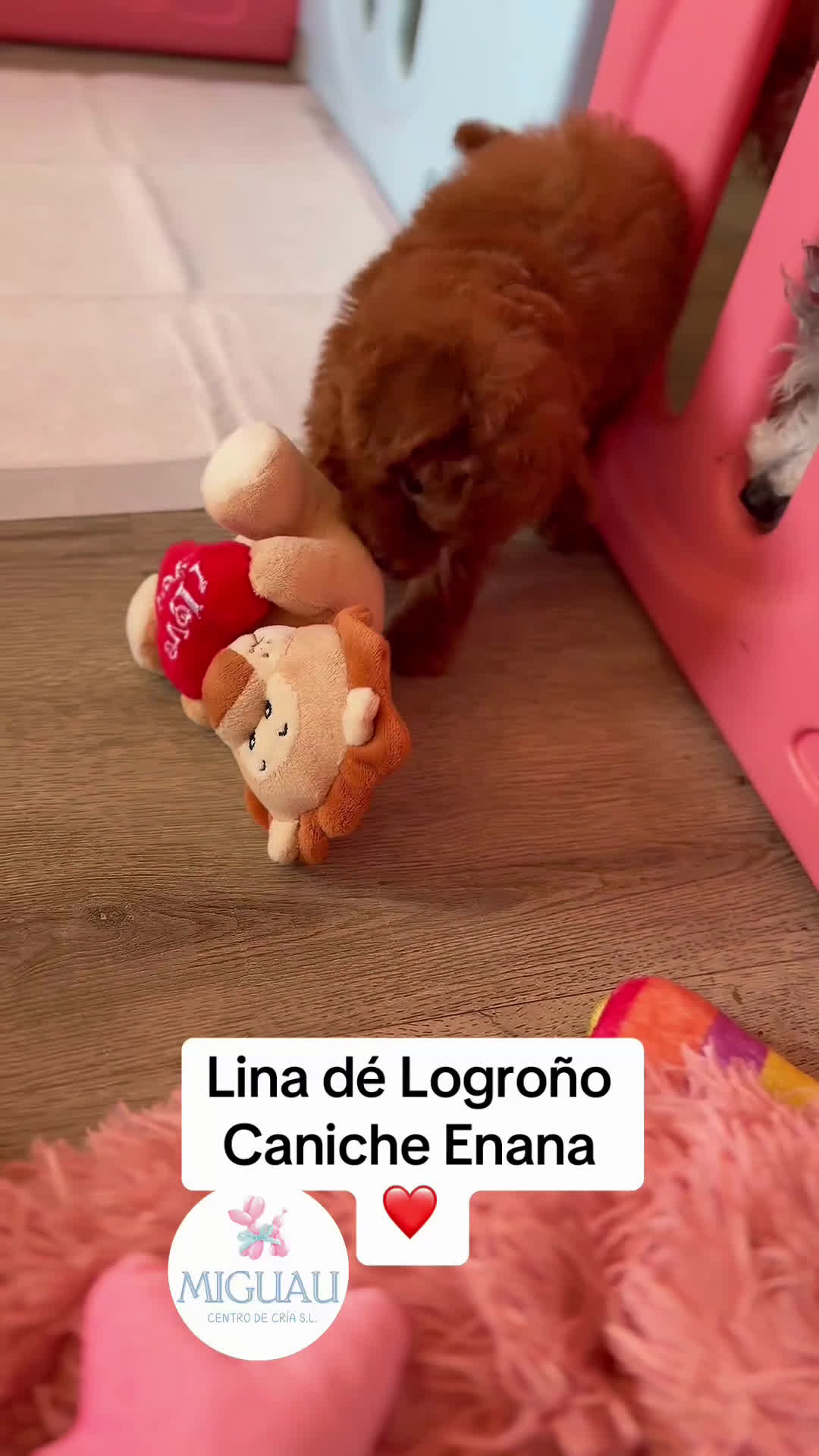 Caniche Enano perros en venta: Preciosa Caniche Roja - Video 2