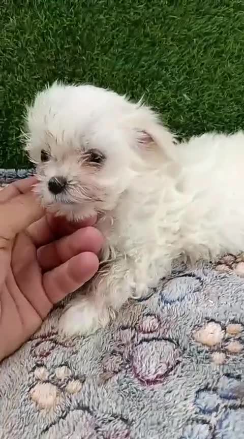 Bichón Maltés perros en venta: Último machito de bichon maltés línea koreana  - Video 1