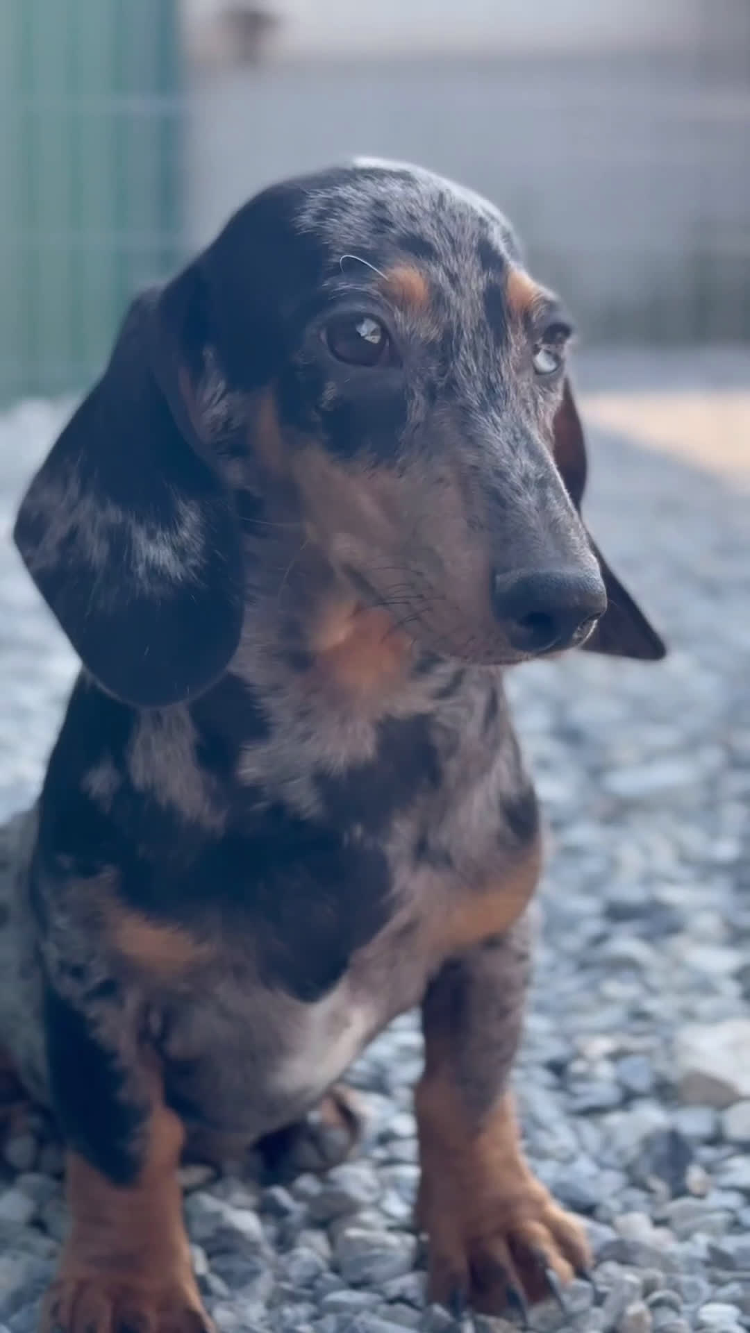 Teckel Miniatura perros en venta: UN SEÑOR TECKEL MINIATURA, DON GREGORIO  - Video 1