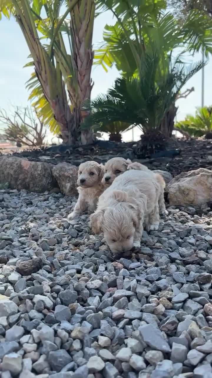 Maltipoo perros en venta: MALTIPOO - Video 1