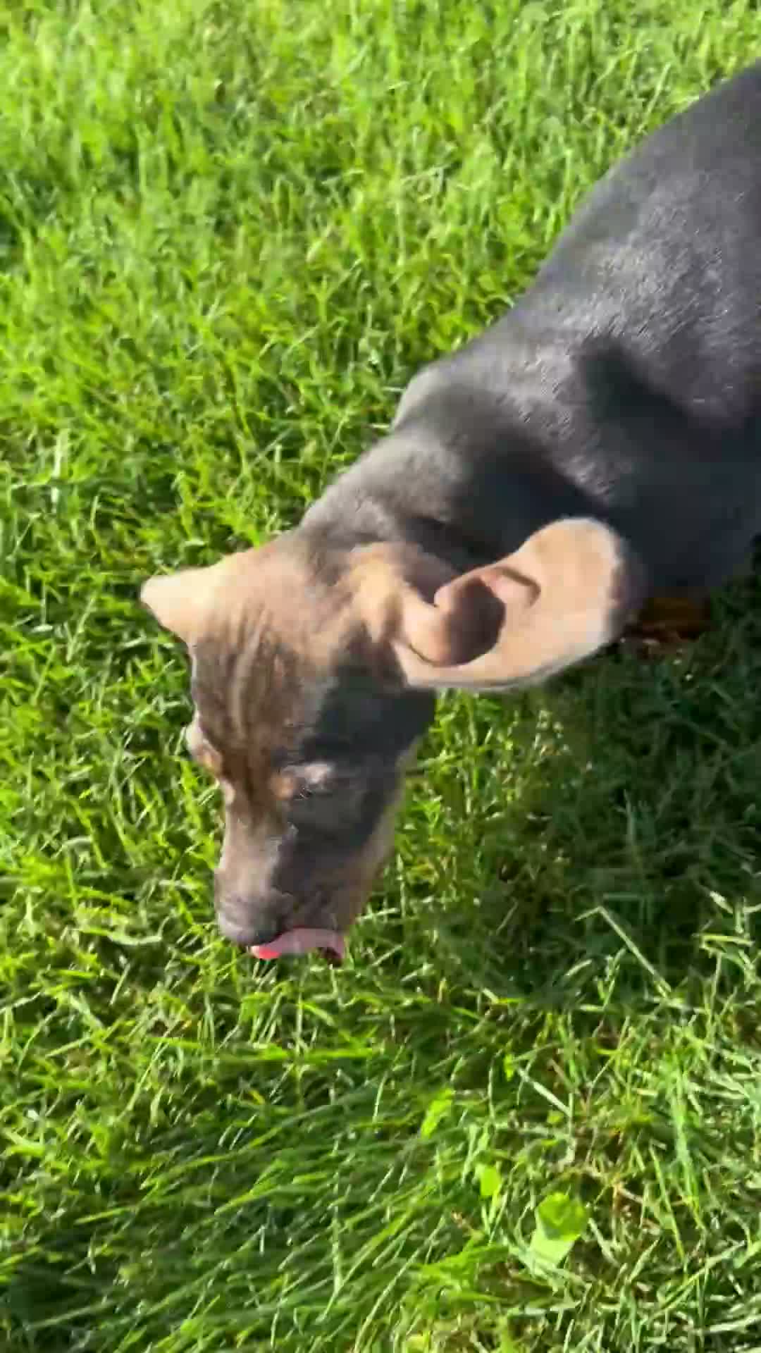Teckel Miniatura perros en venta: TECKEL MINIATURA PELO DURO - Video 1