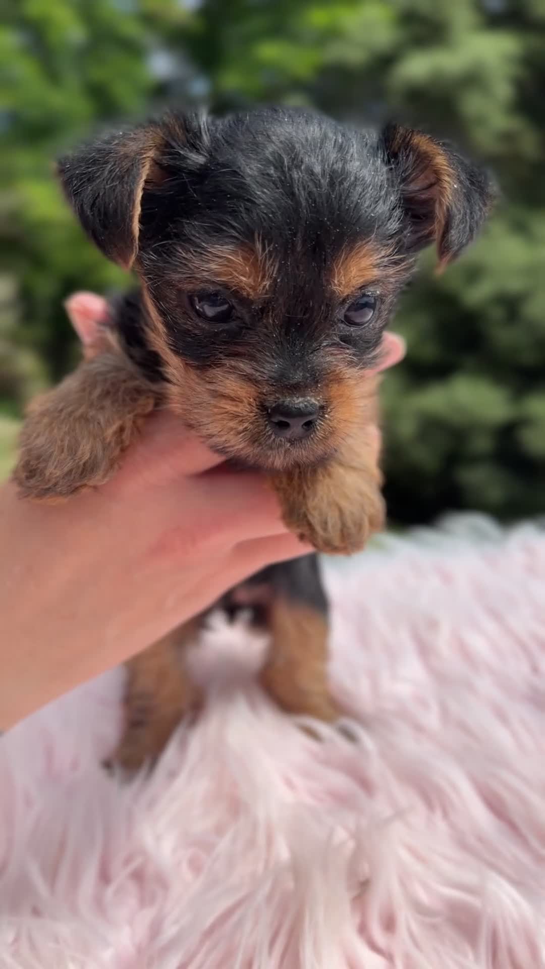 Yorkshire Terrier perros en venta: Yorkshire Toy hembra  - Video 3