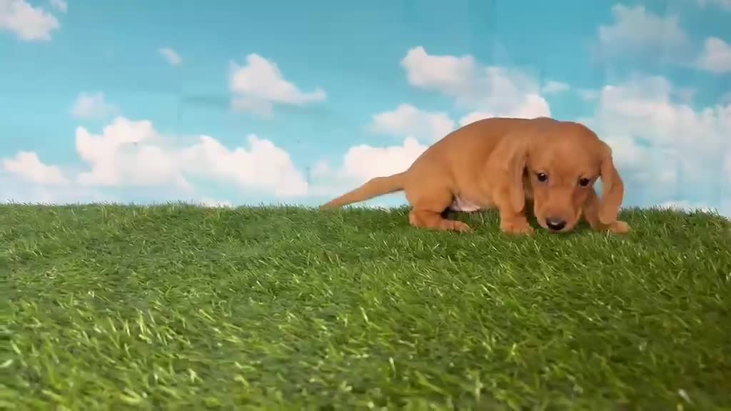 Teckel perros en venta: Machito y hembras de teckel kanichen y miniatura  - Video 1