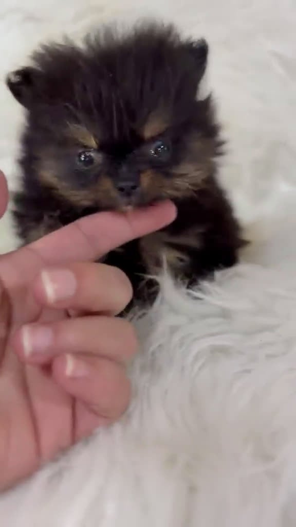 Pomerania perros en venta: Pomerania microtoy - Video 1