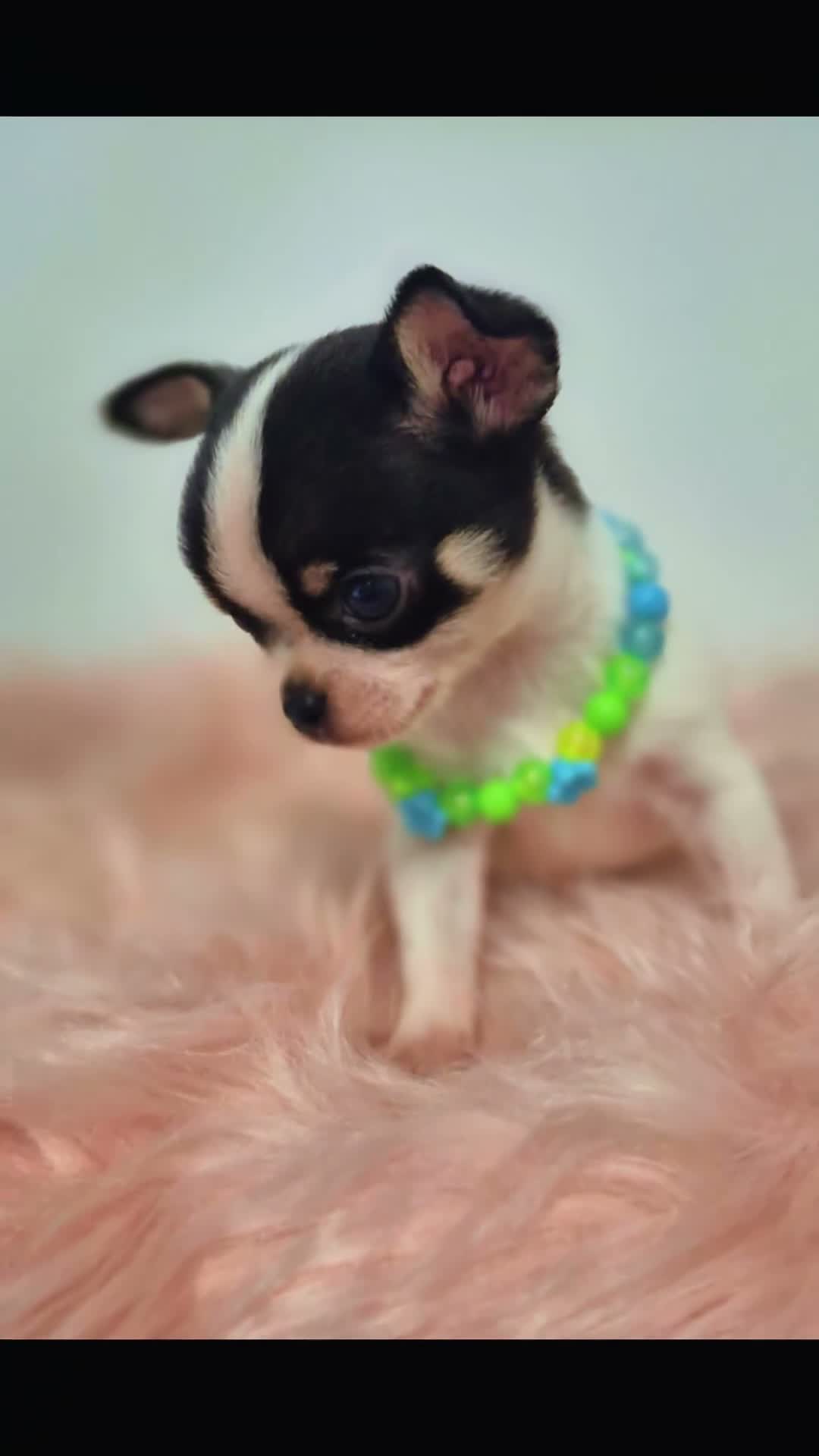 Chihuahua perros en venta: Chihuahua ❤️  - Video 1