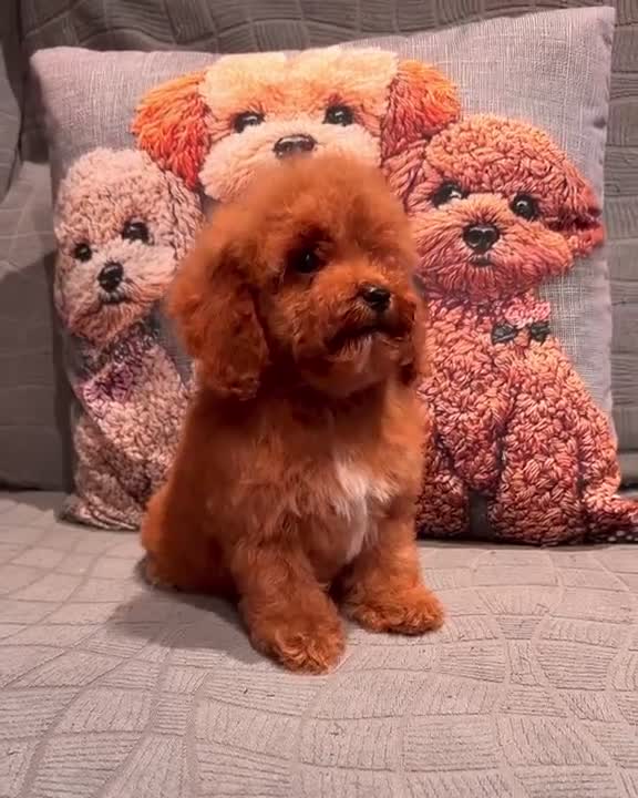 Caniche Toy perros en venta: Caniche Toy garantizada  - Video 1