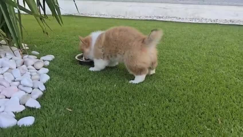 Welsh Corgi Pembroke perros en venta: Preciosas cachorras de Welsh corgi Pembroke - Video 3