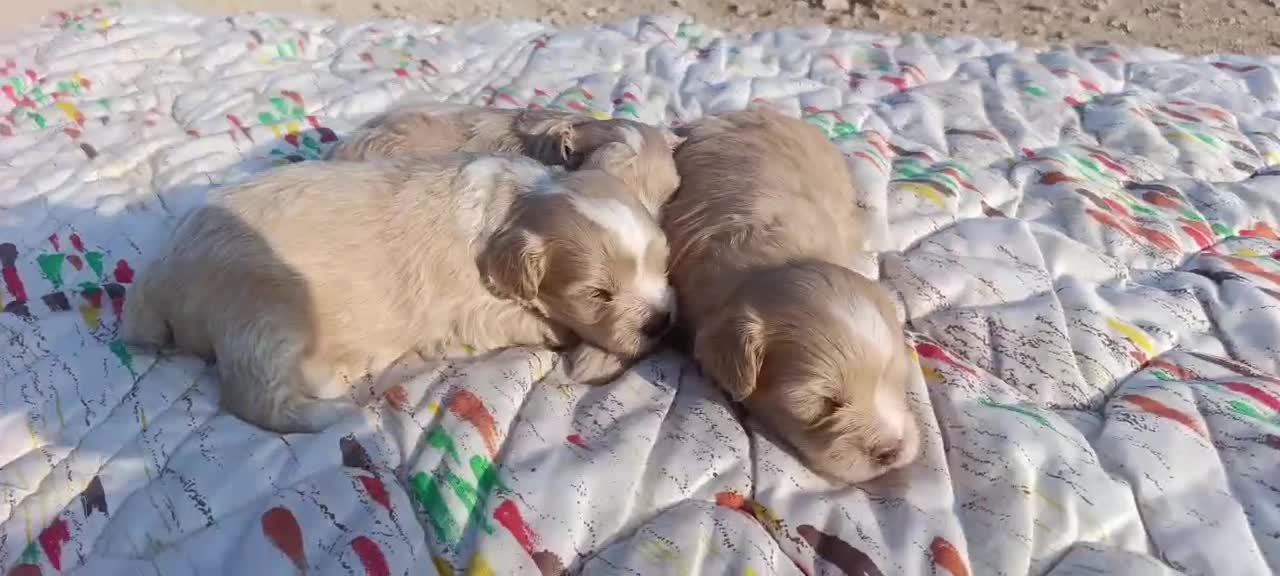 Maltipoo perros en venta: MALTIPOOS - Video 1
