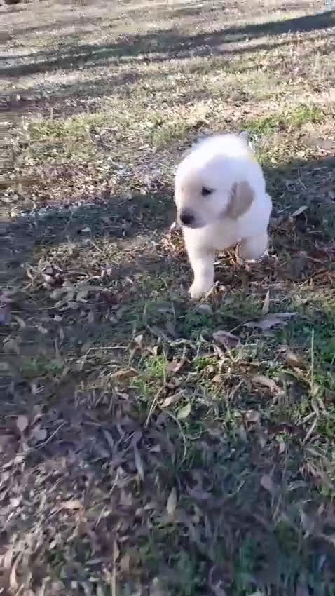 Golden Retriever perros en venta: Camadas de Golden - Video 1