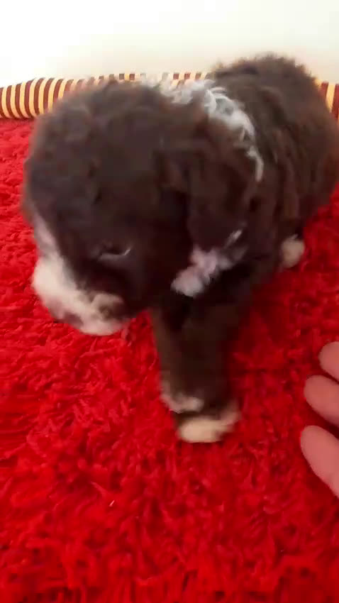 Perro de Agua Español perros en venta: Cachorros perros de agua - Video 2