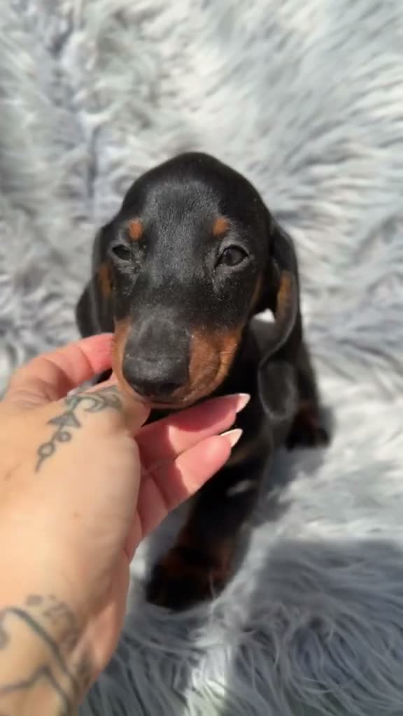 Teckel Miniatura perros en venta: Teckel negro fuego  - Video 1