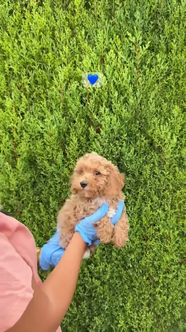 Maltipoo perros en venta: MALTIPOO MACHO 💙 MALTIPOO MACHO - Video 1