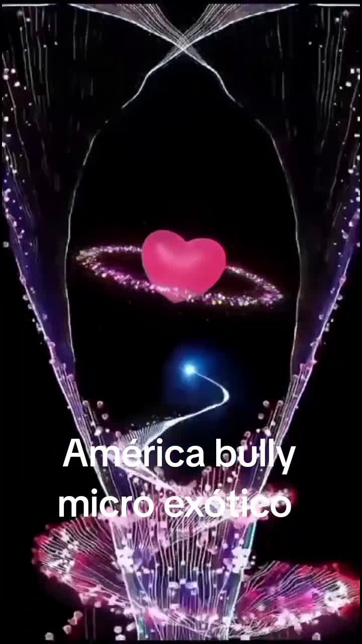 American Bully perros en venta: América bully micro exótico  - Video 2