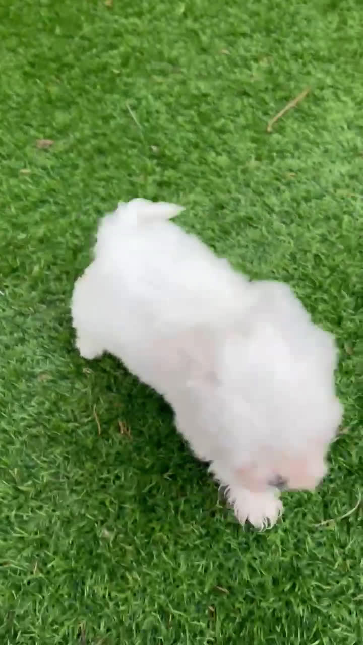 Bichón Maltés perros en venta: Bichón maltés Machos disponibles Toy  - Video 1