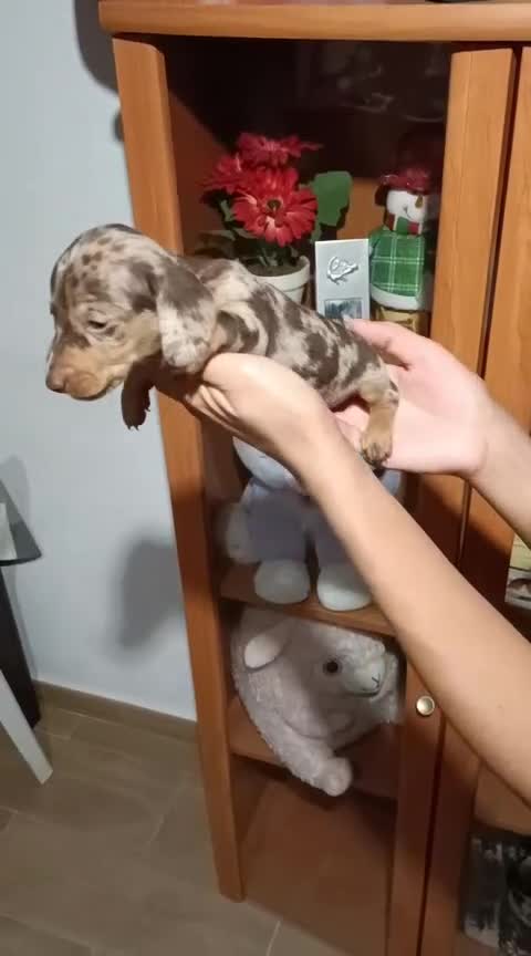 Teckel Miniatura perros en venta: Teckel miniatura - Video 1