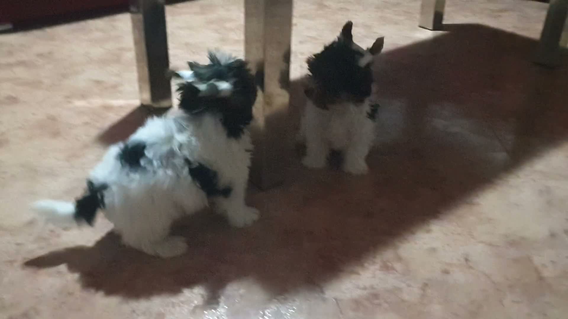Biewer Yorkshire Terrier a la Pom Pon perros en venta: Biewer cachorro con pedigree - Video 1
