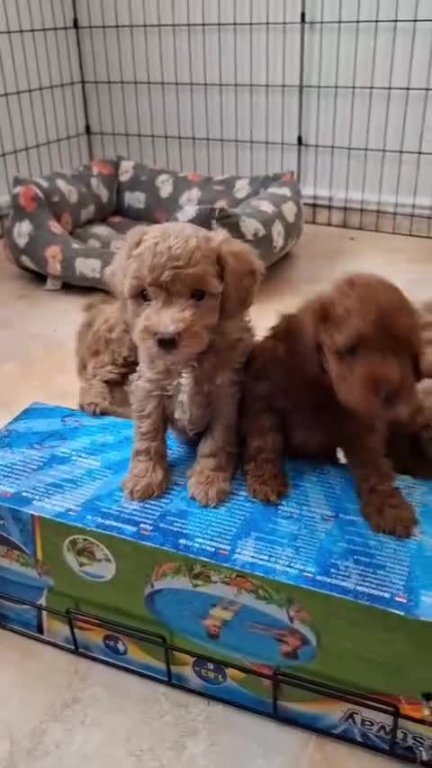 Caniche Toy perros en venta: Caniches toy machos - Video 1