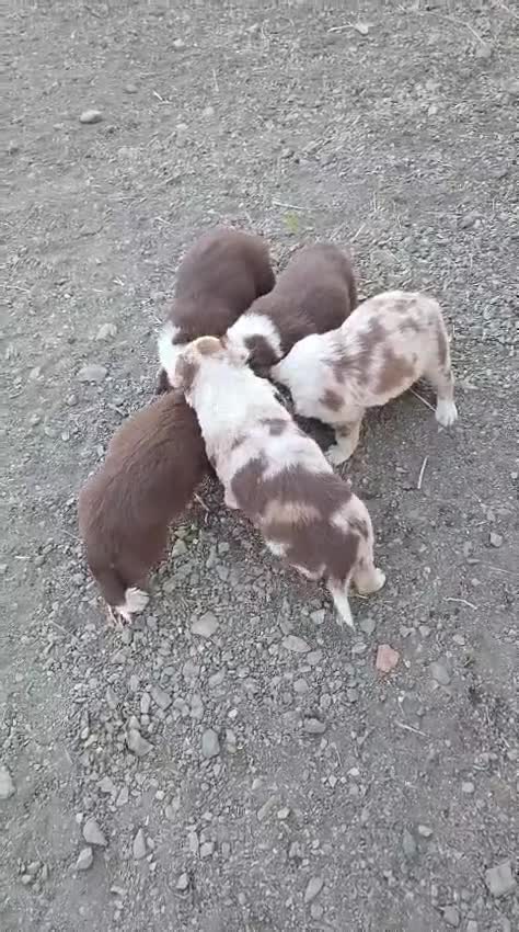 Border Collie perros en venta: Border collie chocolate  - Video 1