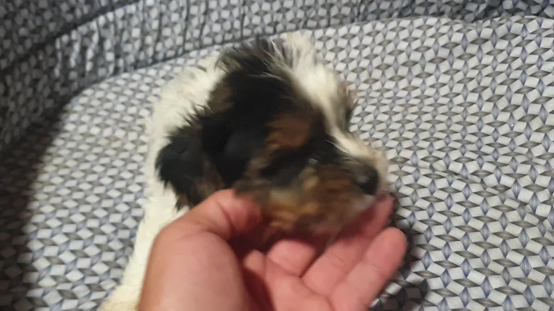 Biewer Yorkshire Terrier a la Pom Pon perros en venta: Biewer con pedigree excelente - Video 1