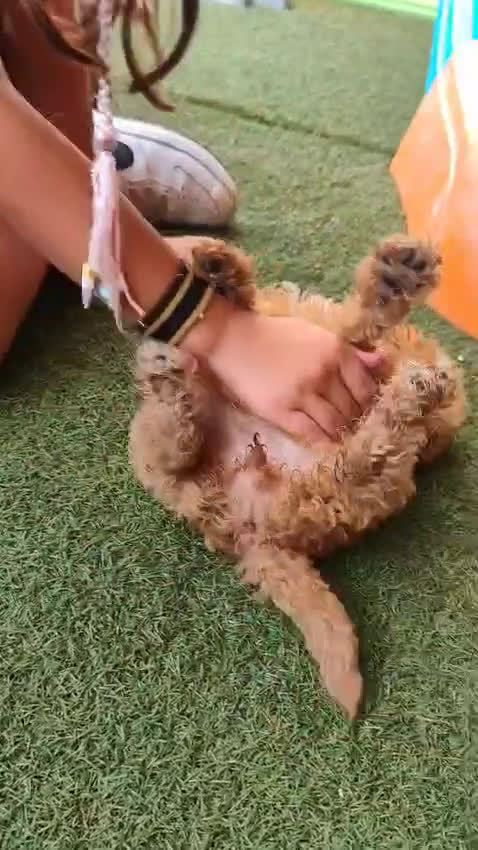 Caniche Toy perros en venta: Excelente camada de caniche rojo toy.  - Video 1