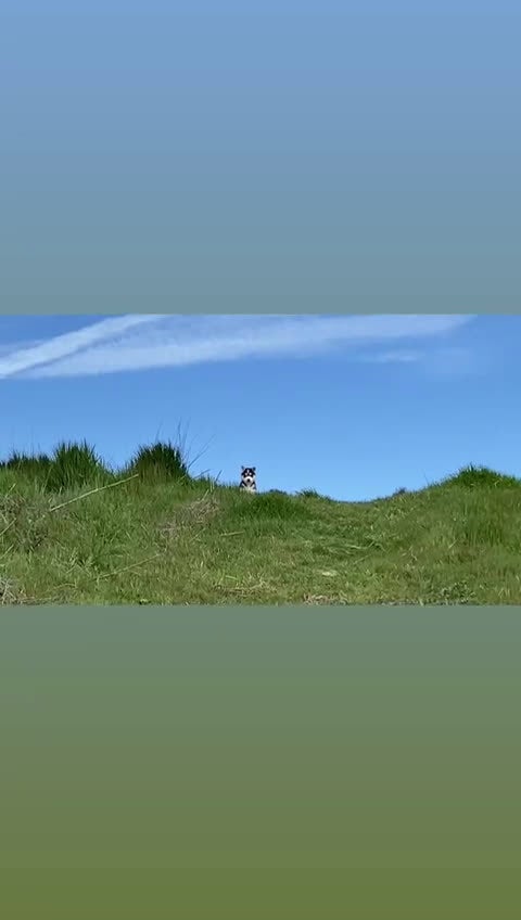 Husky Siberiano perros en venta: Precioso cachorro husky siberiano macho  - Video 1