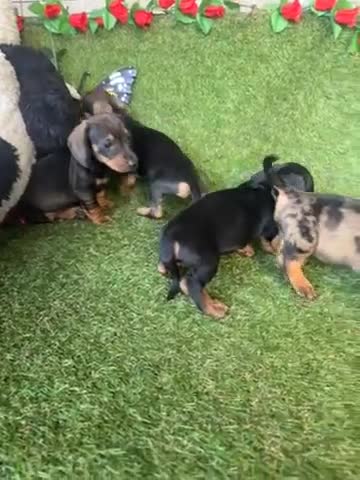 Teckel Miniatura perros en venta: Venta Teckel  - Video 1