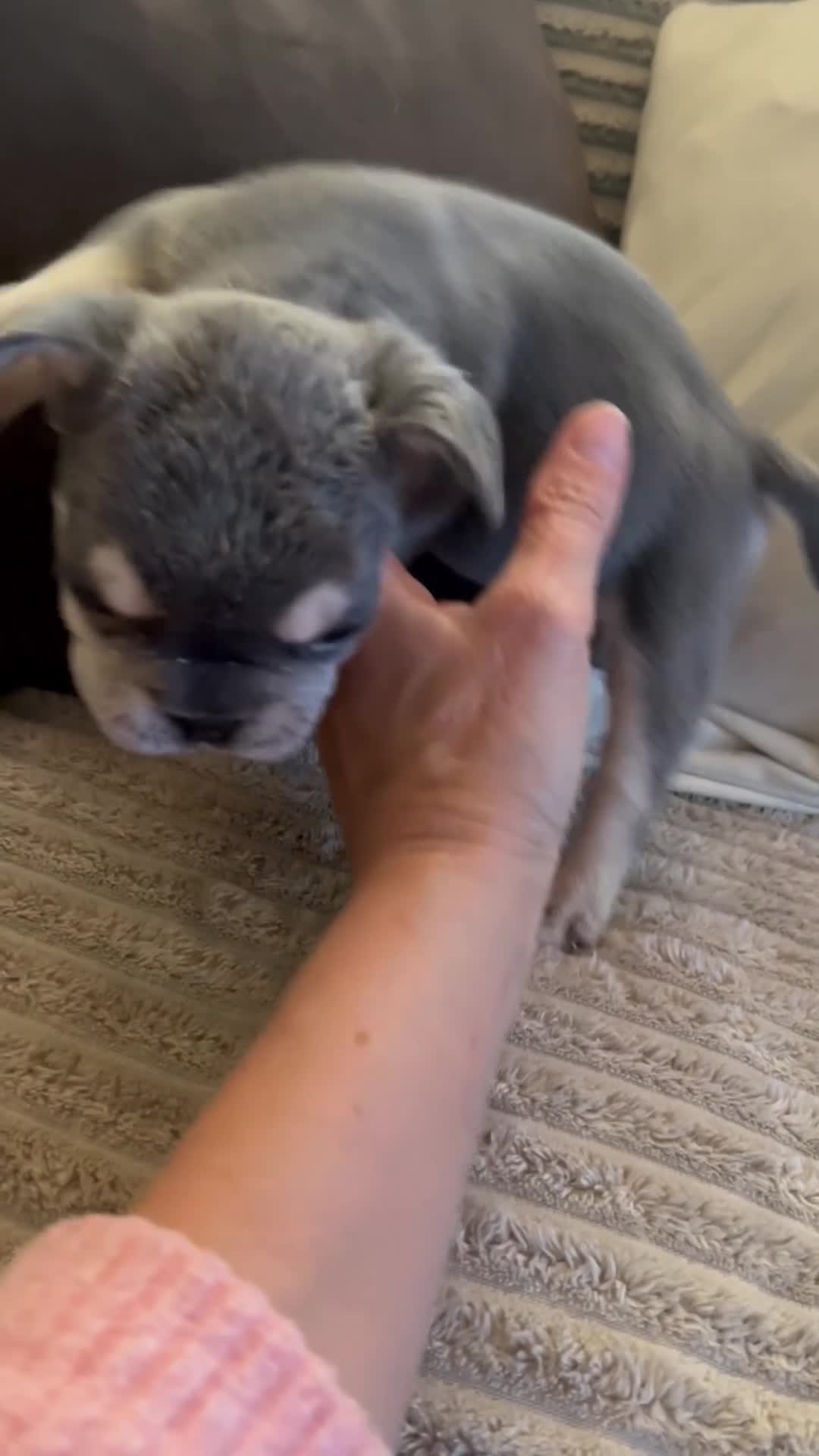 Bulldog Francés perros en venta: Bulldog Francés exótico  - Video 1