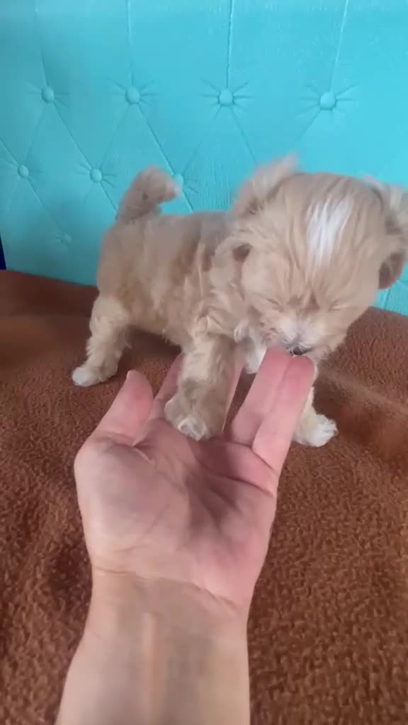 Maltipoo perros en venta: Maltipoo muy bonitos !!! - Video 1